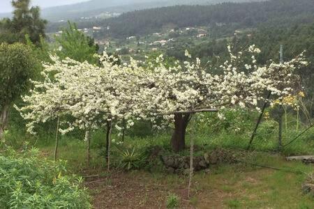 Villa Rural Faldas Del Teide Icod De Los Vinos Eksteriør bilde